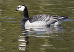 Barnacle Goose 1