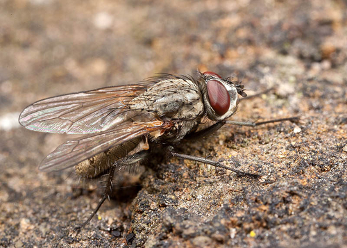 Leucophora fly, close to a large Yellow-legged Mining Bee ([i]Andrena flavipes[/i]) colony.