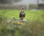 BUZZARD  MULL OF KINTYRE  SCOTLAND-