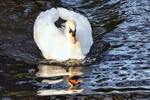 Swan