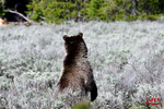 3HPhotography5-21-25_GTNP_929_