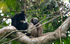 Gibbon couple with baby