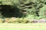 FOM_0711