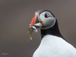 Puffen with Fish 4