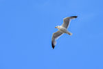 Sea gull_5858-1