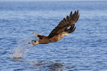 Sea Eagle grabs fish, Flatanger, Norway