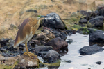 Squacco Heron  1604-10312