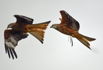 Red Kites