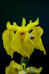 yellow flag iris Iris pseudacorus-2