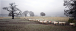 Sheep in Chatsworth Park