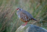 Red-legged Partridge