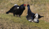 Black Grouse