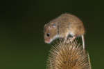 Harvest Mouse
