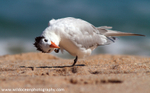 FLB034: Royal Tern
