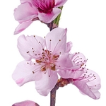 peach blossom (Prunus persica