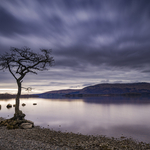 Loch Lomond, Milarrochy Bay tree, Scottish Highlands