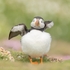 Puffin Puff SD2026