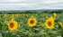Sunflowers8