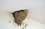 House Martin