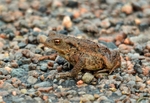 Common Toad