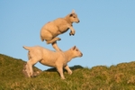 Life is A Balancing Act