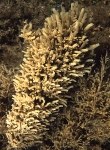 Leucosolenia sp.