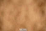 240526A-111628-07779