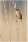 Sedge Warbler