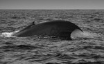 Blue Whale Fluke, Pico Island, Azores