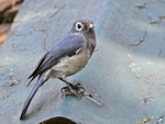 White-eyed Slaty Flycatcher portfolio