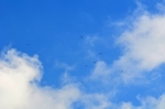 Griffon Vultures