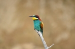 European Bee-eater