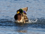 Mallard