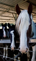 AnimalsCreatures _0014