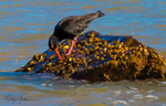 Sooty Oyster Catcher 6