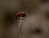 Ladybird