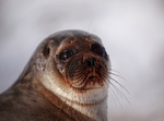 Seal 0638