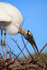 Wood Stork moving nest material, Wakodahatchee Wetlands, Florida