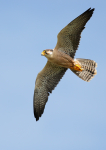 Lanner Falcon
