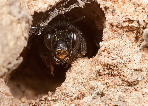 Female, looking out of a hole in an old stone wall.
