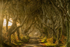 Dark Hedges