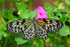 Paper Kite Butterfly