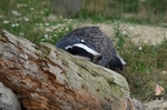 Badger