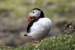 Puffin