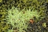 Grass on ashes