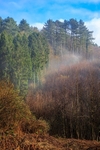 Ten Acre Woods No 1