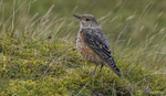 Rock Thrush