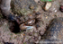 FLI005: Fiddler Crab