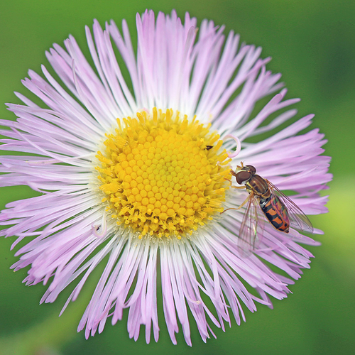 Toxomerus marginatus