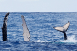 IMG_5045 Mayotte